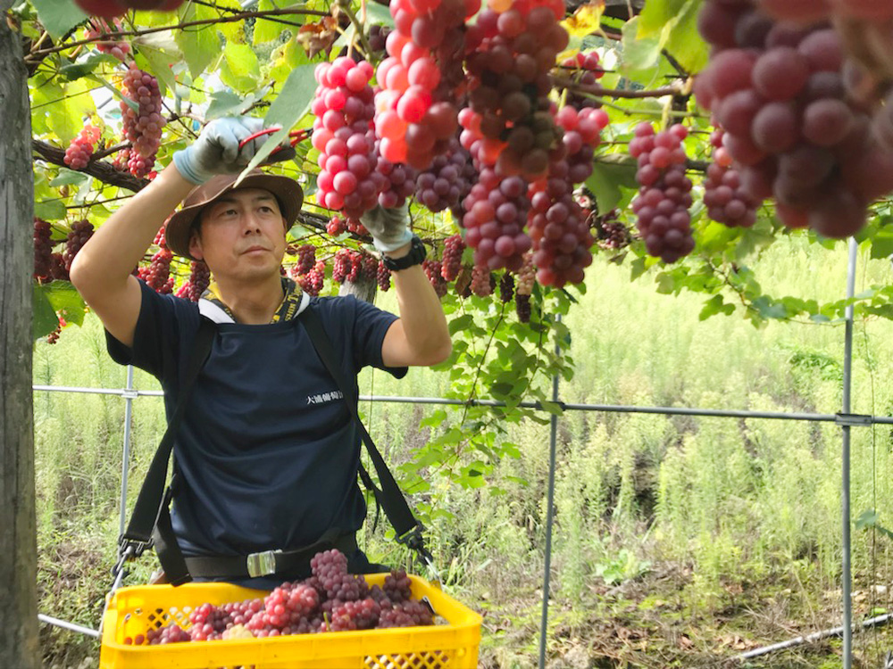 ワイン作り葡萄の収穫