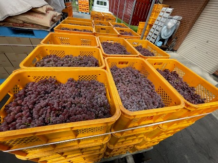 2021年ワイン用デラウェアの収穫