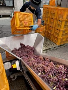2021年ワイン用デラウェアの収穫